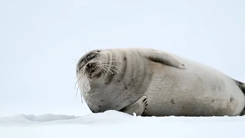 Ringed Seal resting in the Arctic circle during a polar snow storm 库存影片 307093443