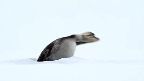 Ringed Seal resting in the Arctic circle during a polar snow storm 库存影片 307093444