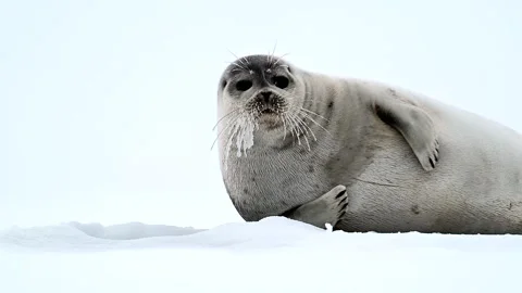 Ringed Seal resting in the Arctic circle during a polar snow storm 库存影片 307093462