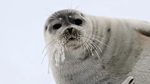 Ringed Seal resting in the Arctic circle during a polar snow storm 库存影片 307093463