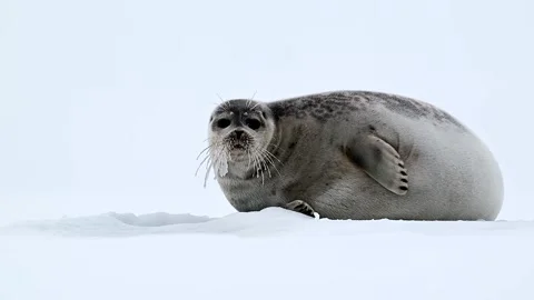 Ringed Seal resting in the Arctic circle during a polar snow storm 库存影片 307093557