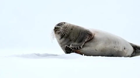 Ringed Seal resting in the Arctic circle during a polar snow storm 库存影片 307093613