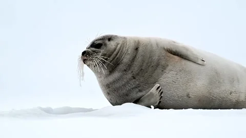 Ringed Seal resting in the Arctic circle during a polar snow storm 库存影片 307093789