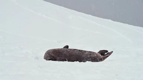 Ringed Seal resting in the Arctic circle during a polar snow storm Stock-Footage 311010541