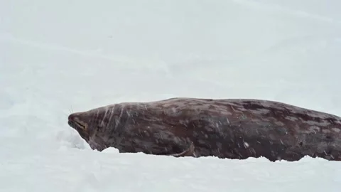 Ringed Seal resting in the Arctic circle during a polar snow storm Stock-Footage 311010938