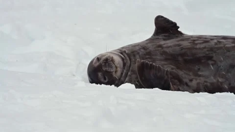 Ringed Seal resting in the Arctic circle during a polar snow storm Stock-Footage 311011081