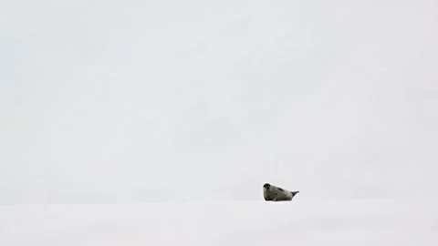 Ringed Seal Resting on Arctic Ice 4k Telephoto Shot Stock Footage 338265956