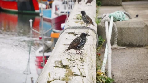 Ringed starling bird walking on edge of a dockyard slow motion stock footage Vídeo Stock 314729329