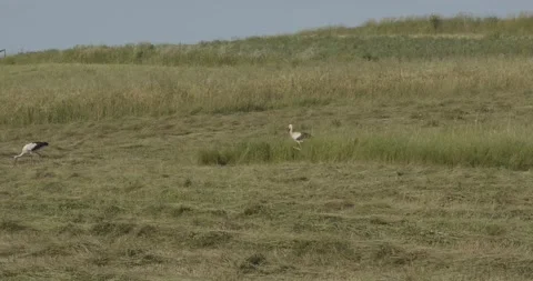 A ringed stork feeding and walking on a field Video stock 134879971