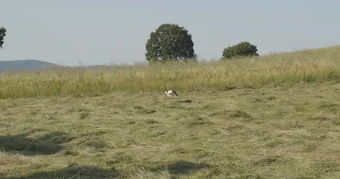 A ringed stork feeding and walking on a field beautiful scene with blue sky Video stock 134880461