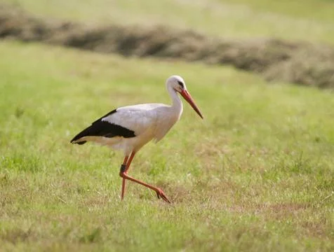 Ringed Stork Stock Photos