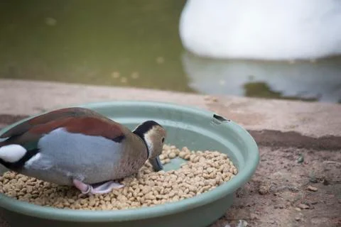 Ringed Teal Duck Stock Photos