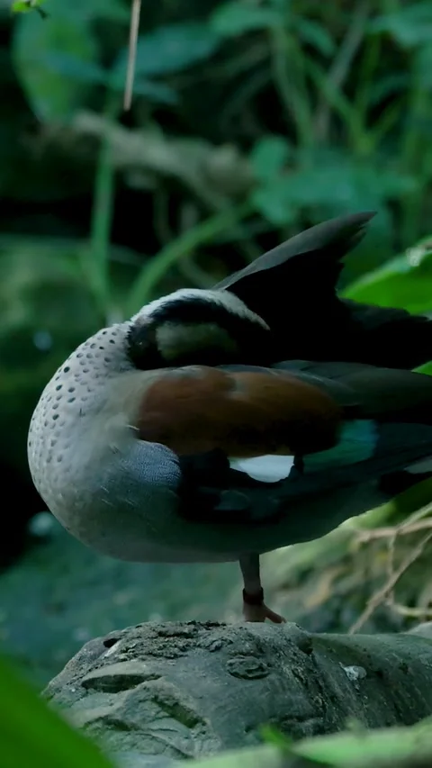 Ringed teal duck preening feathers in nature Stock Footage 327108397