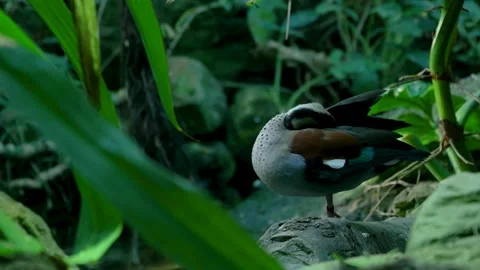 Ringed teal duck preening its feathers in a lush green habitat Video stock 320813080