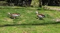Ringed Teal ducks couple walking together on sunny grassland 4k or 4k+ Resolution