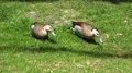 Ringed Teal ducks couple walking together on sunny grassland 4k or 4k+ Resolution