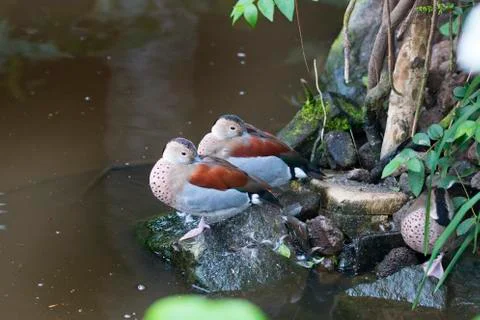 Ringed teal, ducks Stock Photos