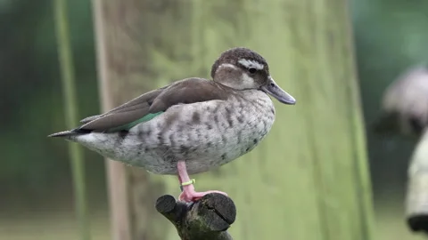 Ringed Teal, female perched. (Captive bird)(4K 10sec no audio) Stock Footage 251859912