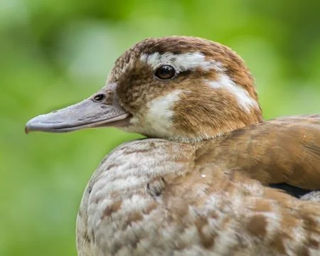 Ringed Teal Stock Photos