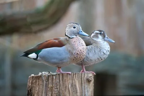 Ringed teal Stock Photos