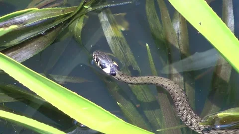 Ringelnatter grass snake Stock Footage 159513384