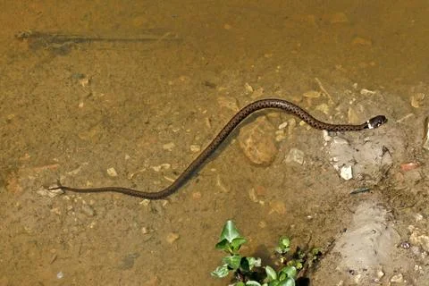Ringelnatter, Natrix natrix Ringelnatter, Natrix natrix Copyright: xZoonar... Foto stock