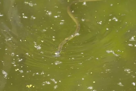 Ringelnatter Stock Photos