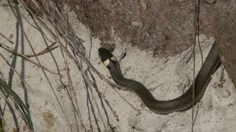 Ringelnatter1 Stock Footage 160256448