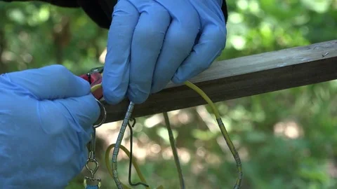 Ringing and morphometry birds 動画素材 77873517