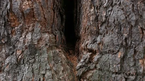 Ringing Cedars of Russia Stock Footage 43750438