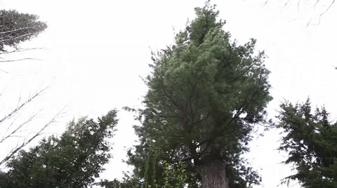 Ringing Cedars of Russia Stock Footage 43750496