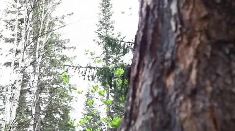 Ringing Cedars of Russia Stock Footage 43751103