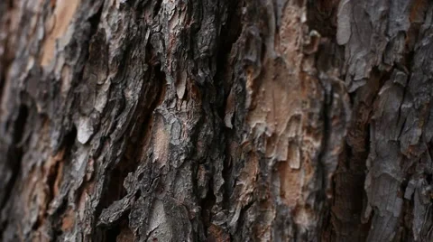 Ringing Cedars of Russia Stock Footage 43751287