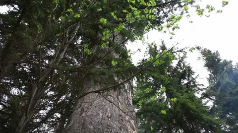 Ringing Cedars of Russia Stock Footage 43752071