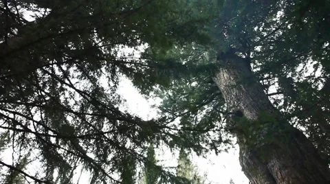 Ringing Cedars of Russia Stock Footage 43752145