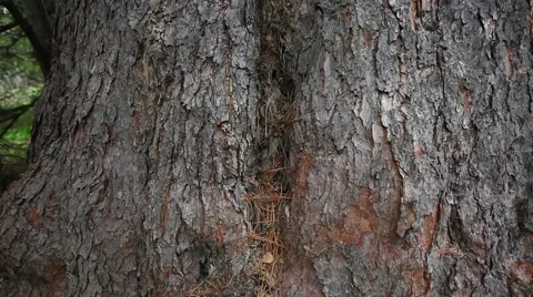 Ringing Cedars of Russia Stock Footage 43752385