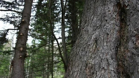 Ringing Cedars of Russia Stock Footage 43752674