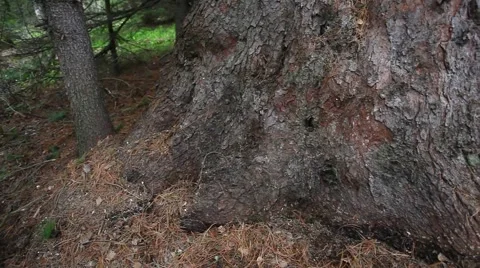 Ringing Cedars of Russia Stock Footage 43753091