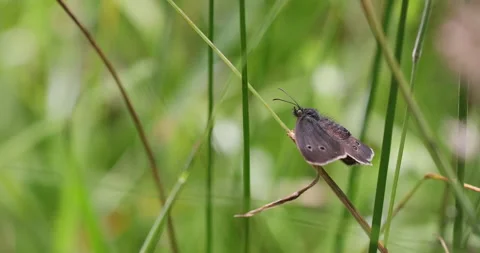 Ringlet (Aphantopus hyperantus) butterfly basking. North Wales. Stock Footage 135346380