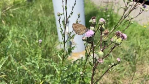 Ringlet (Aphantopus hyperantus) butterfly moving around on a pink flower Stock Footage 260716247
