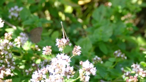 Ringlet (Aphantopus hyperantus) butterfly moving around on a pink flower Stock Footage 307997768