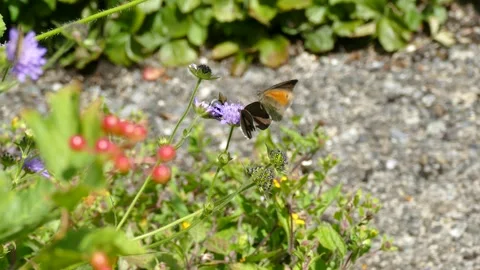 Ringlet (Aphantopus hyperantus) butterfly moving around on a small scabious Stock Footage 314841574
