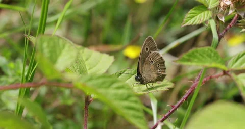 Ringlet (Aphantopus hyperantus) butterfly. North Wales. Stock Footage 135347179