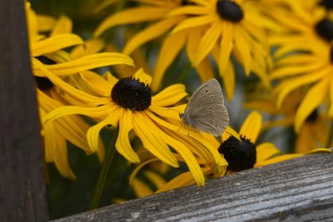 Ringlet (Aphantopus hyperantus) butterfly sitting on yellow flower in Zurich Stock Photos
