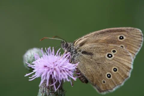 A Ringlet, Aphantopus hyperantus, on a flower. Stock Photos