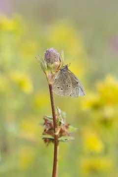 Ringlet, Aphantopus hyperantus resting on clower plant early morning Stock Photos