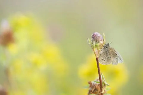Ringlet, Aphantopus hyperantus resting on clower plant early morning Foto stock