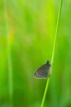 Ringlet, Aphantopus hyperantus resting on straw Stock Photos