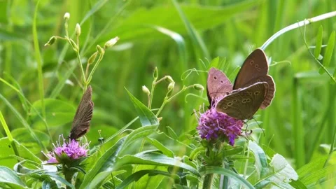 Ringlet butterflies on  blossoms Stock Footage 313474165