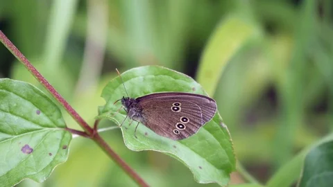 Ringlet Butterfly ( Aphantopus hyperantus ) perched on a plant Stock Footage 77012289